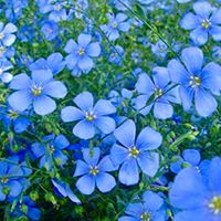 100 Samen:  Blauer Leinenrasen, mehrjährig 💙 100 Graines